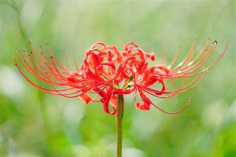 紅蓮華 彼岸花